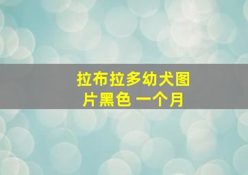 拉布拉多幼犬图片黑色 一个月